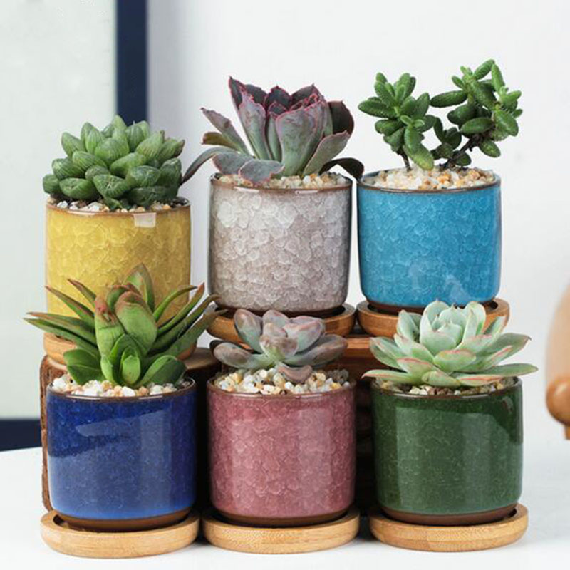 Echeveria Succulent - 6pcs/set Ceramic Flowerpot Set Mini Thumb