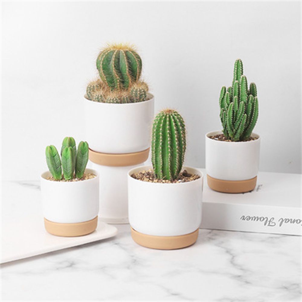 Round Cactus Succulent Plants  - Echeveria Succulent review and price