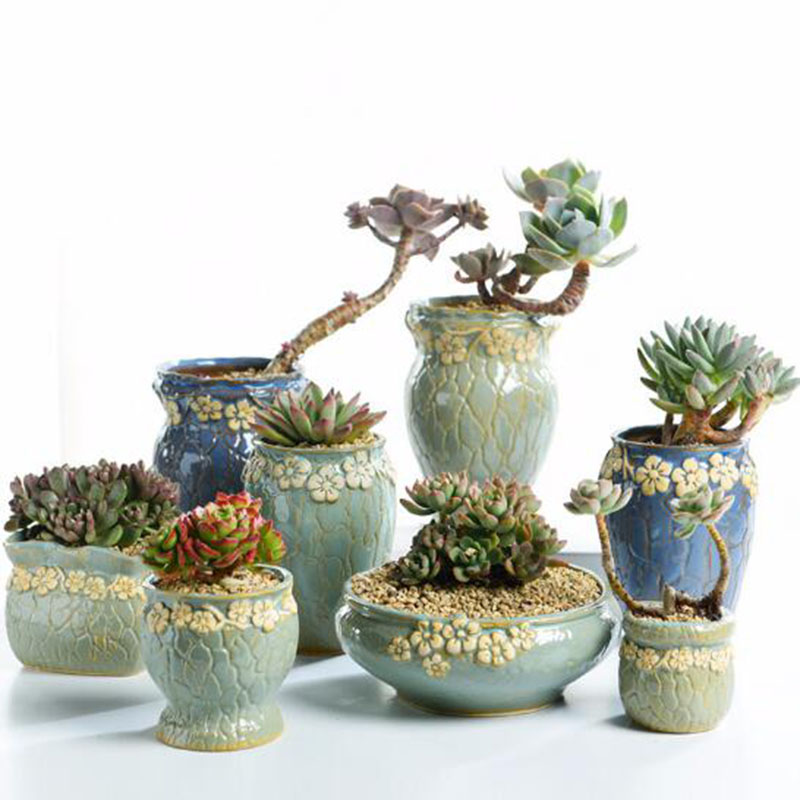 Succulent Plants Flowerpot Sma - Echeveria Succulent review and price