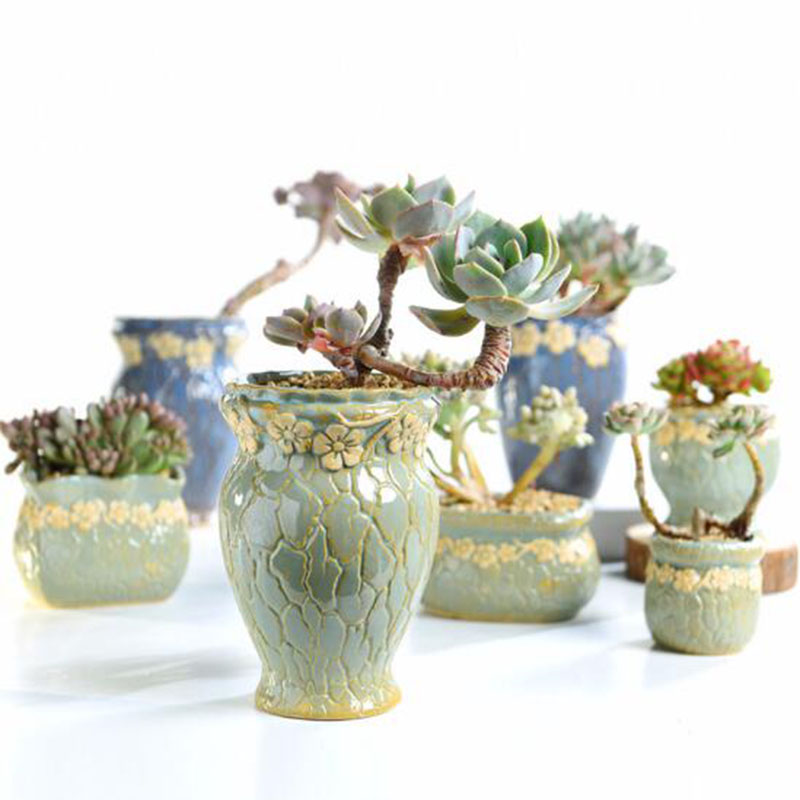 Succulent Plants Flowerpot Sma - Echeveria Succulent review and price