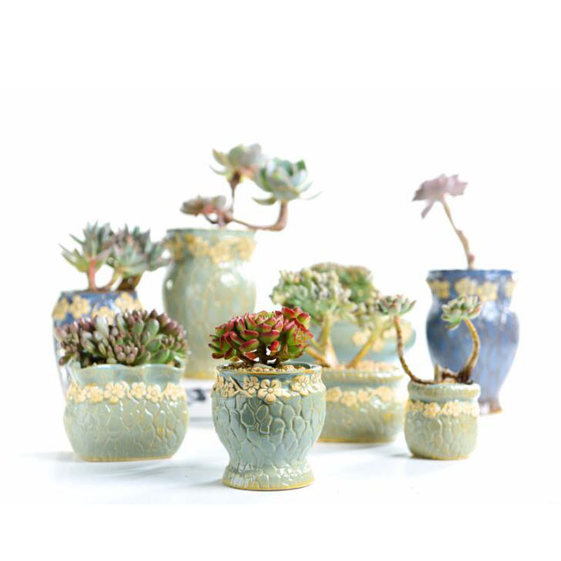 Succulent Plants Flowerpot Sma - Echeveria Succulent review and price